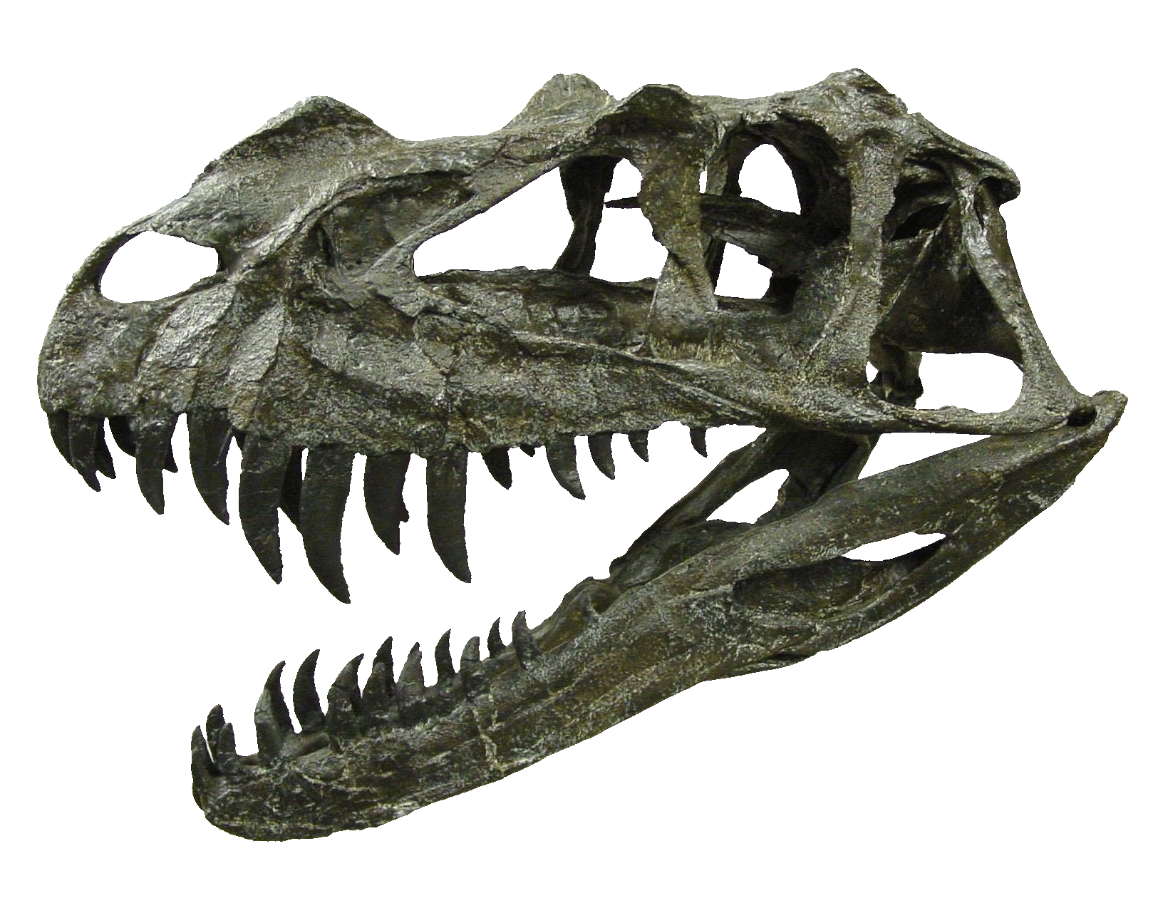 dinosaur chomping gif